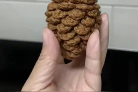 小松果钩织教程，钩织简单易学，新手姐妹容易完成#做手工我是认真的 #手工diy #手工 #玩毛线 #教程视频封面