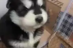 进来看恶犬咆哮，超凶！#萌宠出道计划 #动物 #可爱到爆炸💥视频封面