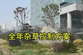 百慕大 马尼拉 台湾草 狗牙根 结缕草草坪除各种杂草:阔叶、尖叶、香附子杂草一起除，除草+封闭！#园林绿化 #草坪基地 #草坪除草#绿化养护#草皮视频封面