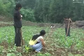 #云南山歌持续更新上热门视频封面