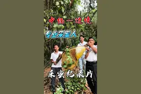 有密集恐惧症的，不要往后面看了，这一期视频带大家体验一下采蜜人一天的生活。真的是惊险又刺激呀。#原创视频 #野外户外 #采蜜人