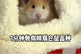 一分钟教你辨别仓鼠品种#金丝熊 #仓鼠 #新手养鼠指南