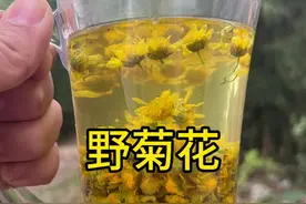 黄菊花 这个季节开始采野菊花了，教大家做一个野菊花茶#植物科普 #识百草 #野菊花 #菊花茶
