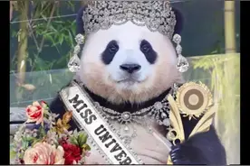 福宝回国！韩国人心碎#福宝 #大熊猫 #福宝今日回国