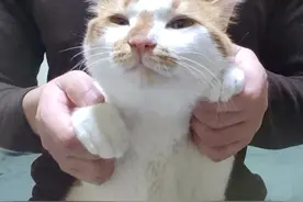 你们要的九万字来了#九万字dj #骚猫 #猫咪摇 #过年跳舞还得看小猫 #宁sir的猫视频封面