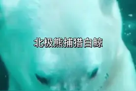 北极熊捕猎白鲸 #野生动物零距离 #看动物世界品百味人生
