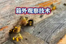 养蜂箱外观察技术 #养蜂技术分享