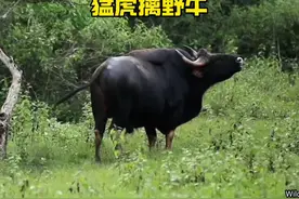 巨型大老虎捕猎白肢野牛#解说版动物世界 #野生动物零距离 #老虎 #内容启发搜索视频封面