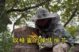 蜂蜜怎么取蜜蜂才不逃跑？取多少留多少？要注意哪些细节。#养蜂 #诱蜂 #养蜂技术 @抖音短视频