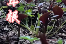 折耳根 安徽有喜欢吃鱼腥草的吗？难怪这个属于地方美食#我的乡村生活 #新农人计划2025  #记录真实生活 #鱼腥草 #折耳根视频封面