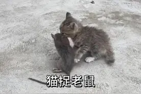 狸花猫捕猎有多豪横 #看动物世界品百味人生 #野生动物零距离