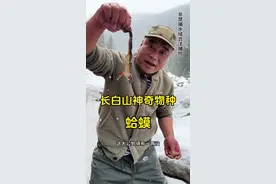 长白山神奇物种蛤蟆，一个母蛤蟆能孵化出上万个小蛤蟆 #记录真实生活 #户外 #农村生活 #三农 #新农人计划2025