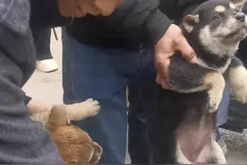 #实战猎犬 #萌宠 #广西土猎犬 ##土猎犬  为什么说这种抓狗方法不能判断狗的好坏 视频后教你正确的视频封面