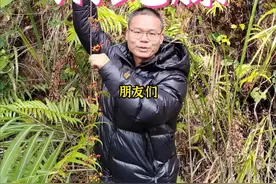 南蛇藤整株都非常漂亮，一起来欣赏吧！#大自然的馈赠 #大山里的原生态 #野生药材视频封面