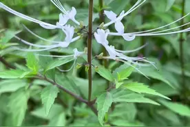 猫须草花朵极具辨识度，花蕊很像猫的胡须 #dou来广东百千万视频封面