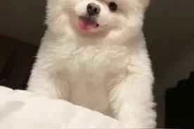 #科学养宠攻略 #科学养宠 健康猫狗是可以睡床上的，