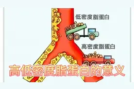 高低密度脂蛋白的意义视频封面