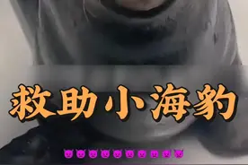 小海豹被渔民收养，长大后赖着不走了 #人与动物和谐共处 #亲眼看到了动物世界里的场景 #万物有灵性愿万物苍生和谐共生 #小动物们能有多治愈 #神奇动物在抖音视频封面