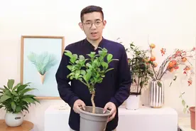 佛手柑怎么养？园艺师教你，佛手柑的详细养护技巧视频封面