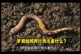 #梦到蚯蚓爬行 #解梦 #生活情感 #健康 #心理视频封面
