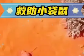 男子救了一只被妈妈抛弃的小袋鼠，没想着小袋鼠这样报恩 #神奇动物在抖音 #萌宠 #动物的迷惑行为 #神奇动物 #动物救助