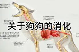 狗狗为什么吃东西快？看完这个视频你就知道了。#新手养狗 #训犬视频封面