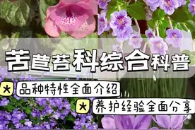 苦苣苔科植物全面科普 很适合封闭阳台养护的苦苣苔科植物有很多，这个视频全面的给大家科普一下我养的种类和它们的特征。最后制作了图片，大家可以保存。 #爱生活爱养花 #我的阳台小花园 #苦苣苔 #养护小知识 #封闭阳台养花视频封面