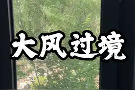 平时老是偷摸往外跑，今天不乐意出门了 #日常遛狗 #狗狗 #养狗的乐趣 #金毛小年视频封面