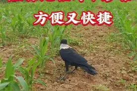 #驱鸟剂 #驱鸟妙招 #庄家地里防鸟小妙招视频封面