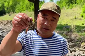 你知道蝲蛄和小龙虾区别在哪吗？#抖音商城 #优质伙伴计划 #我的乡村生活 #农村美食 #蝲蛄