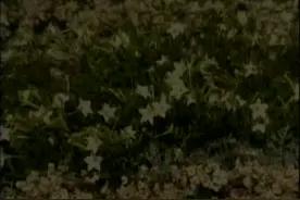 美妙的世界金小号-春江花月夜 #美妙的世界 #金小号 #欧美音乐