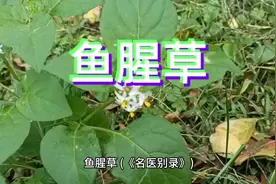 鱼腥草（折耳根）的介绍#医学科普 #中医 #养生视频封面