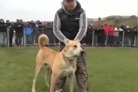 国外猎狼犬比赛#适合家养的大型犬品种推荐 #给想养狗的朋友看视频封面