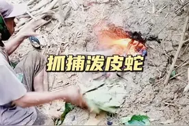 抓捕泼皮蛇#野生动物零距离 #神奇的动物在抖音