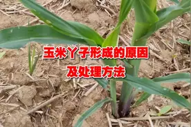 玉米分蘖需不需要掰掉