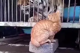 老虎：长这么大第一次被猫吓到，再委屈也要憋着，不敢外传出去好没脸…#神奇动物在抖音 #人与动物和谐共处 #动物的迷惑行为 #野生动物零距离 #老虎视频封面