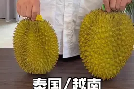 越南的金枕榴莲和泰国金枕到底有什么区别？#榴莲 #金枕榴莲 #榴莲控 #开榴莲 #小小宋开榴莲视频封面