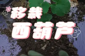 西葫芦怎么移栽？ #西葫芦 #种菜 #我的小菜园 #自己种的纯天然的绿色蔬菜 #种植小技巧