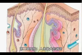 人体简史分享：第二章：皮肤，人体最大的器官#科普一下视频封面