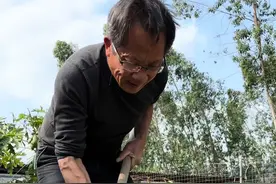 韭菜苗一般两年移栽一次，韭菜苗在移栽前，需要剪下老化的根部，这一步很关键，剪掉老根须有利于新的根须生长，行距保持20厘米划沟，撒上有机肥做底肥，把剪好的韭菜根埋到土里，然后浇透水，这样个把个月，就可以吃到新茬韭菜了#自己种的纯天然的绿色蔬菜 #一份耕耘一份收获 #我的小菜园 #韭菜种植视频封面