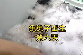 兔崽子出生第六天，人工喂奶的兔子还是没有抢救过来#宠物视频封面