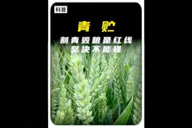 为什么国家不允许小麦用于青贮：需要先了解青贮是什么