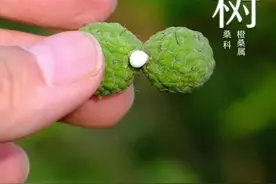 这种树是做硬弓的上好材料，野外上百年才能成材。#柘树 #2024中国野生生物影像年赛 #植物科普 #识本草视频封面