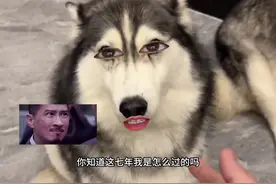 狗子：七年！七年呐#看一遍笑一遍 #万万没想到 #配音 #狗狗视频封面