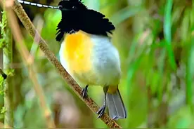 一种非常奇特的萨克森极乐鸟，头上有两根长饰羽的触角，有孙悟空头上戴的凤翅紫金冠模样，更像似唱京剧的大师…#萨克森极乐鸟 #野生鸟类摄影 #动物鸟世界视频封面