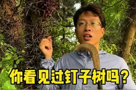 皂角树也叫皂荚树，它的树身长满了尖刺，所以又叫钉子树。你们当地管皂角树叫啥名？#你的家乡有这种植物吗 #大自然的馈赠 #皂角刺 @抖音短视频视频封面