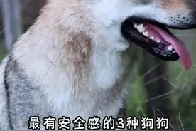 最有安全感的三种狗狗#狗狗 #你养狗了没有 #养狗人 #捷克狼犬
