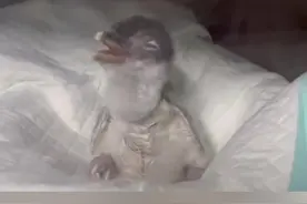 快来围观！首只“温州户籍”企鹅宝宝出生 视频封面