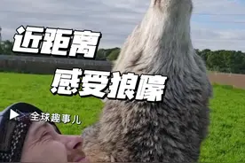 狼嚎原来是这样的 感受大自然中的神奇沟通！#狼 #狼嚎 #野性的呼唤 #涨知识 #万万没想到