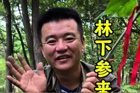 今天带大家看看林下参吧！#2024新农人计划 #人参视频封面